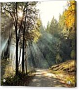 Country Lane Leading Into Autumn Acrylic Print