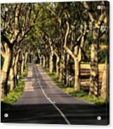 Country Road In Southern France - Bram D4 Acrylic Print