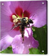 Covered In Pollen Acrylic Print