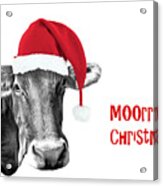 Cow Christmas Card Acrylic Print