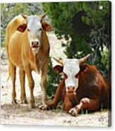 Cowbuddies In The Shade Acrylic Print