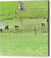 Cows Gathering Around A Pond, Washington County, Ny Acrylic Print