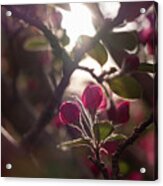 Crabapple Buds Searching For Sun Acrylic Print
