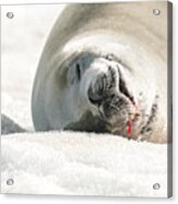 Crabeater Seal Frozen Drool Pile Macro Acrylic Print