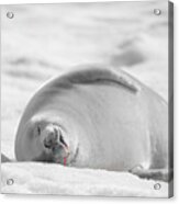 Crabeater Seal Frozen Drool Pile Bw-sc Acrylic Print