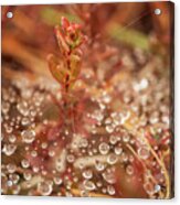 Cranberry Peaking From A Spider Web Acrylic Print