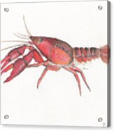 Crawfish Mudbug Acrylic Print