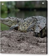 Crocodile Acrylic Print