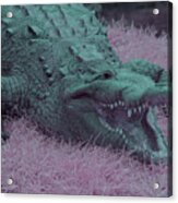 Crocodile In Infrared Acrylic Print