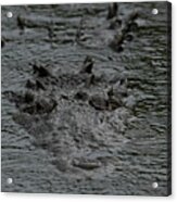 Crocodile In Rain Acrylic Print