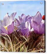 Native Pasque Flowers Or Crocus On A Coulee Pasture With Ladybug Acrylic Print
