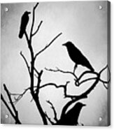 Crow Birds On Trees Bird 89 Acrylic Print
