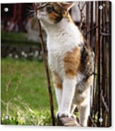 Cuddly Cat Scratches On A Twig In The Orchard. Acrylic Print