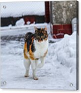 Cat's Jump In Winter Acrylic Print