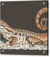 Curlytail Lizard Clear Acrylic Print