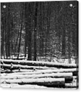 Cut Logs In Simcoe County Forest Acrylic Print