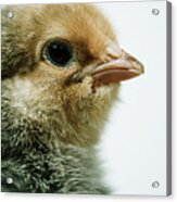 Cute Baby Chick - Buff Brahma Acrylic Print