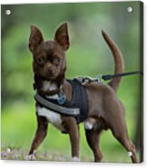 Cute Chihuahua Acrylic Print