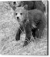 Cute Grizzly Bear Cub Portrait Black And White Acrylic Print