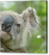 Cute Koala Close Up Acrylic Print