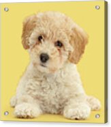 Cute Poochon Puppy Acrylic Print