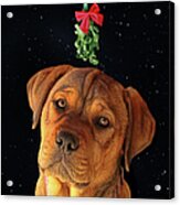 Cute Puppy Under Mistletoe Holiday Acrylic Print