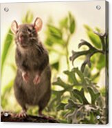 Cute Rat In The Garden Acrylic Print