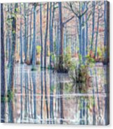 Cypress Trees 02 Acrylic Print