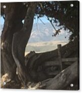 Cypress Trees Mountain View Acrylic Print