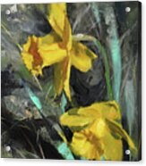 Daffodil, Daffodil Acrylic Print