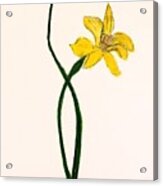 Daffodil Acrylic Print