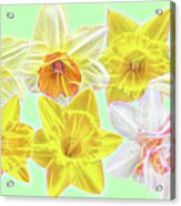 Daffodils - 2024 Acrylic Print