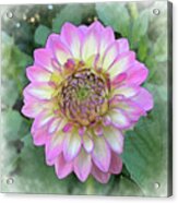 Dahlia Bloom Of Soft Bright Pink, Yellow And White Acrylic Print