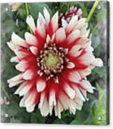 Dahlia Bloom Of Soft Red And White Acrylic Print
