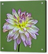 Dahlia Delight Acrylic Print