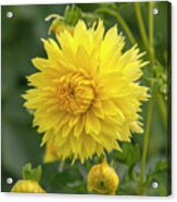 Dahlia Hale Bopp Acrylic Print