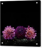 Dahlias On Black Acrylic Print