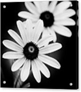 Daisies Black And White Flowers Acrylic Print
