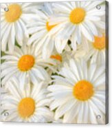 Daisies In A Square Acrylic Print