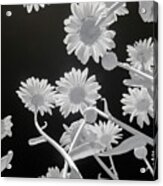 Daisies In Infrared Acrylic Print