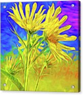 Daisies With Painted Look Acrylic Print