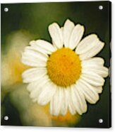 Daisy Close Up 2 Acrylic Print