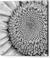 Daisy Detail In Black And White Acrylic Print