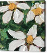 Daisy Gardenias In Bloom Acrylic Print