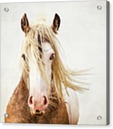 Danae - Horse Art Acrylic Print
