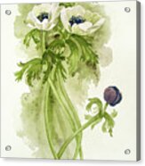 Dance Of The Anemone Acrylic Print