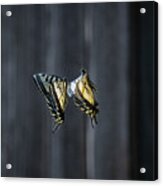 Dance Of The Swallowtails Acrylic Print