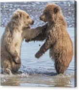 Dancing Bears Acrylic Print