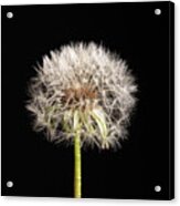 Dandelion Seeds On Black Acrylic Print