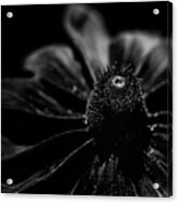 Dark Floral Acrylic Print